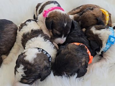 Mini Bernedoodles CHOCOLATE