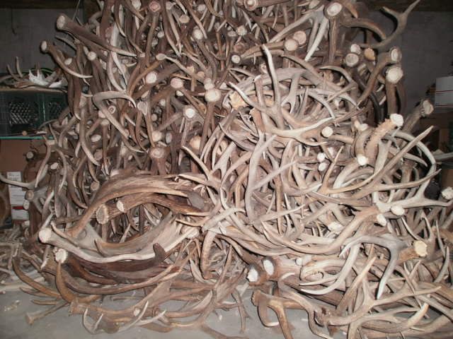 we buy antlers all antler deer elk moose