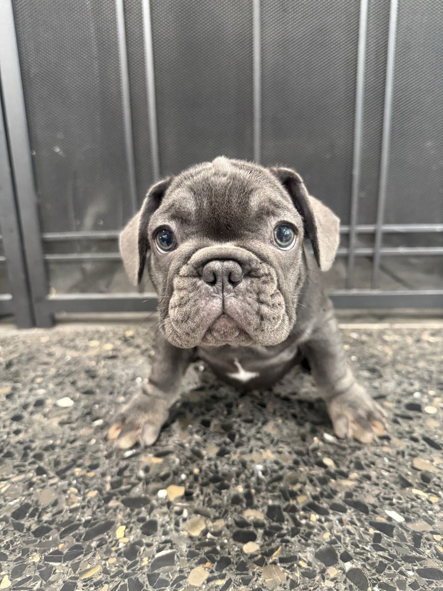 12 week Frenchies for sale $2000.00 or best offer