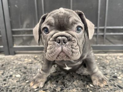 12 week Frenchies for sale $2000.00 or best offer
