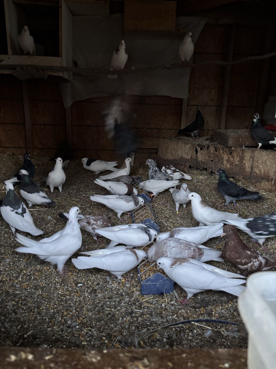 Pigeons for sale