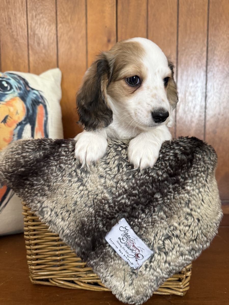 AKC Mini long hair Dachshund female