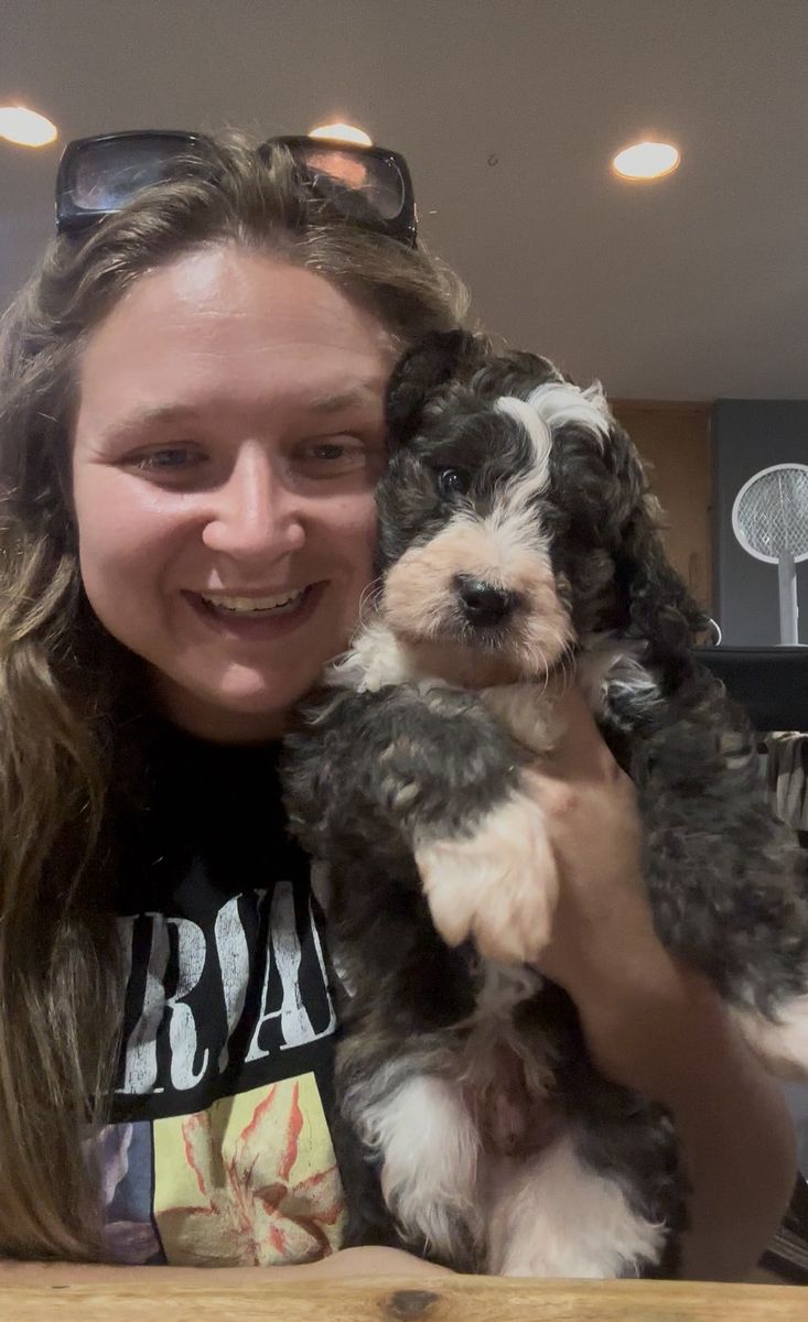 Bernedoodle Puppies Due Soon! Standard Size.