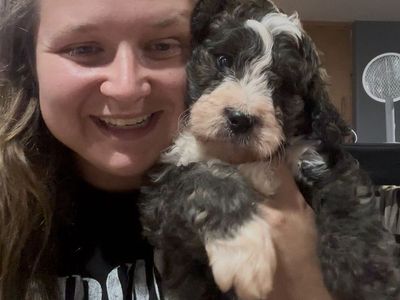 Bernedoodle Puppies Due Soon! Standard Size.