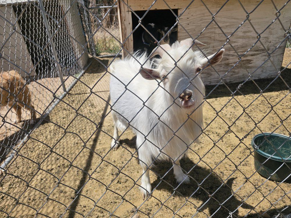 Nigerian Dwarf Billy