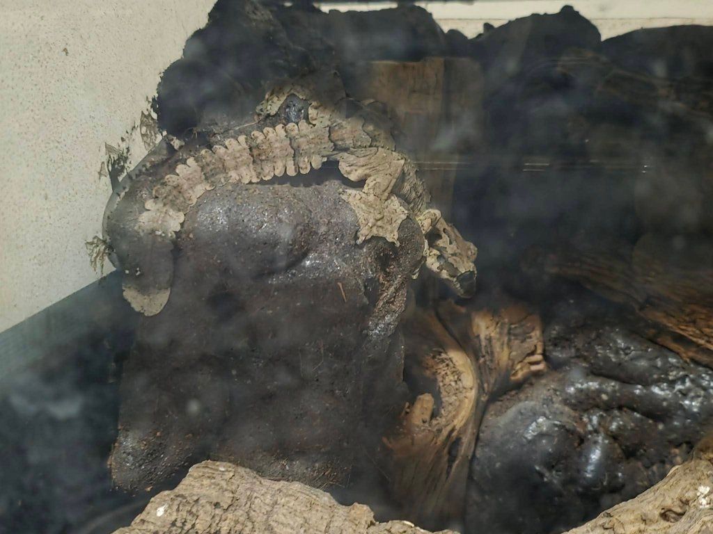 Main image 2