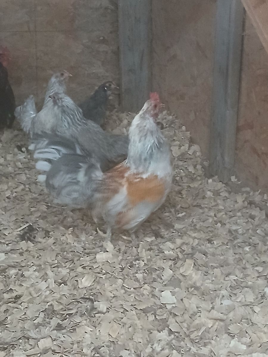 Free chickens