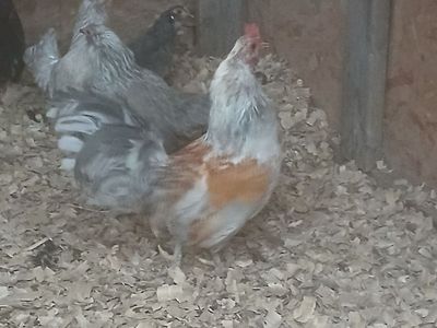 Free chickens