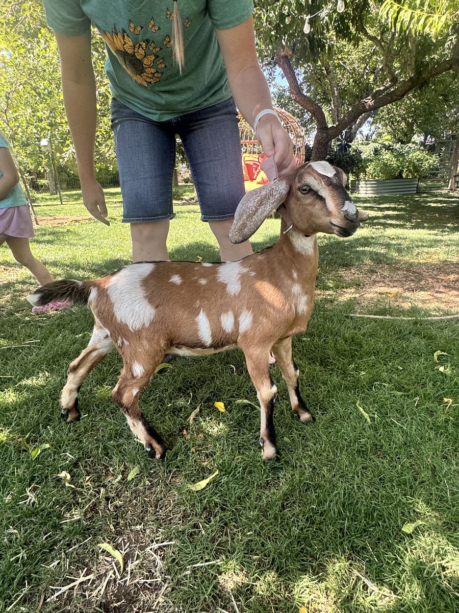 3-Month-Old Disbudded Dairy Doe – Excellent Genetics & Beautiful Spots