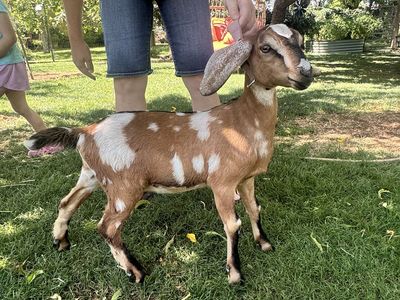 3-Month-Old Disbudded Dairy Doe – Excellent Genetics & Beautiful Spots