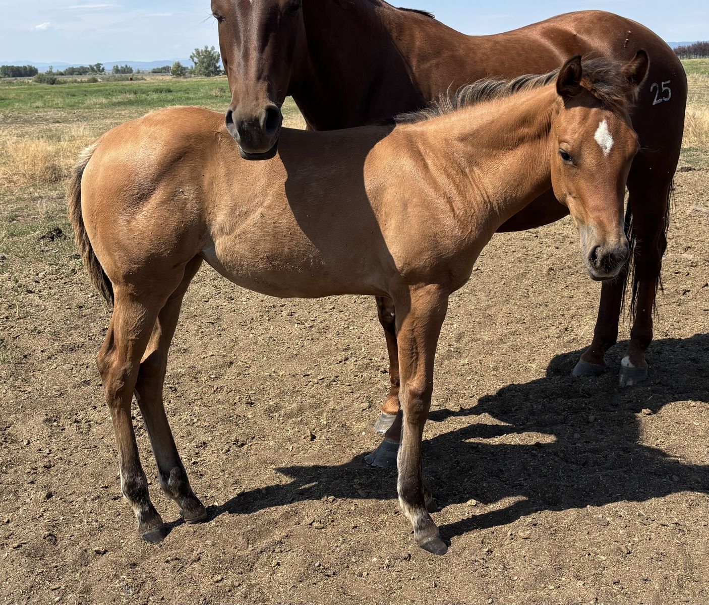 2026 Bay Dun Filly "Remington"