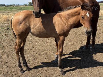 2026 Bay Dun Filly "Remington"