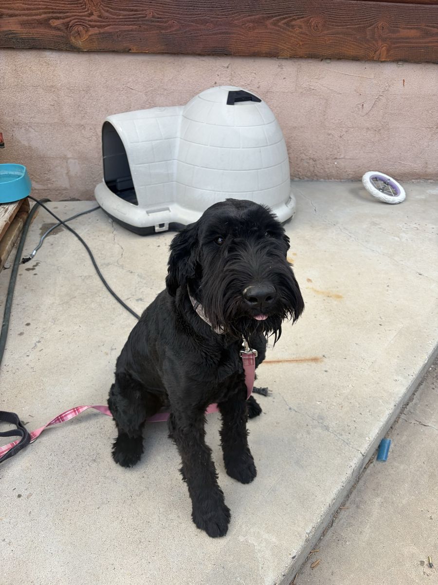 Giant Schnauzer, Female 1 year old