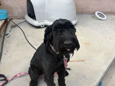 Giant Schnauzer, Female 1 year old