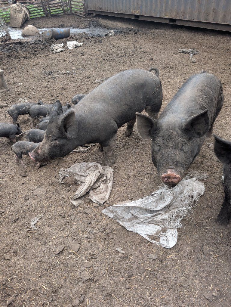 Black Pigs / Livestock for Sale