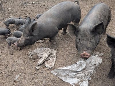 Black Pigs / Livestock for Sale