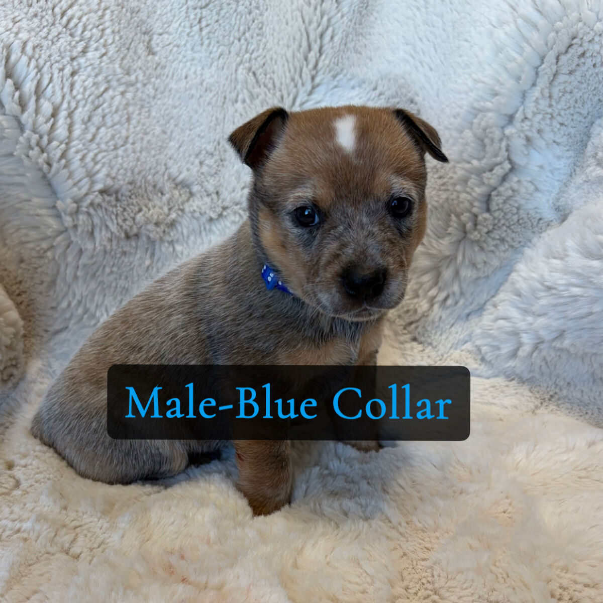 Red/Blue Heeler Pups