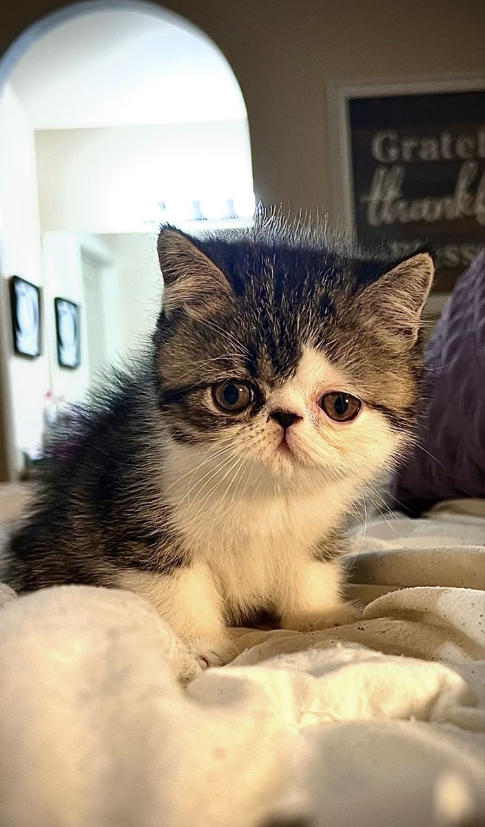 !!! PUREBRED EXOTIC SHORTHAIR (Persian) KITTENS !!!