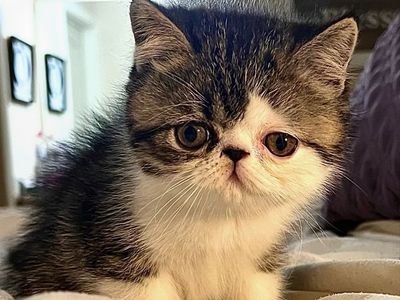 !!! PUREBRED EXOTIC SHORTHAIR (Persian) KITTENS !!!