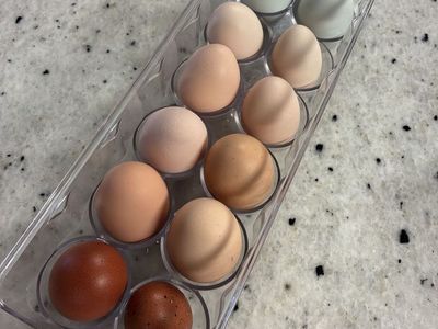 Fresh eggs