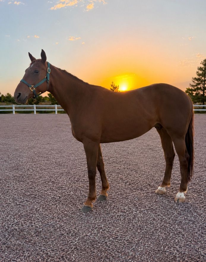 8 Year Old Mare