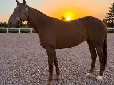 8 Year Old Mare