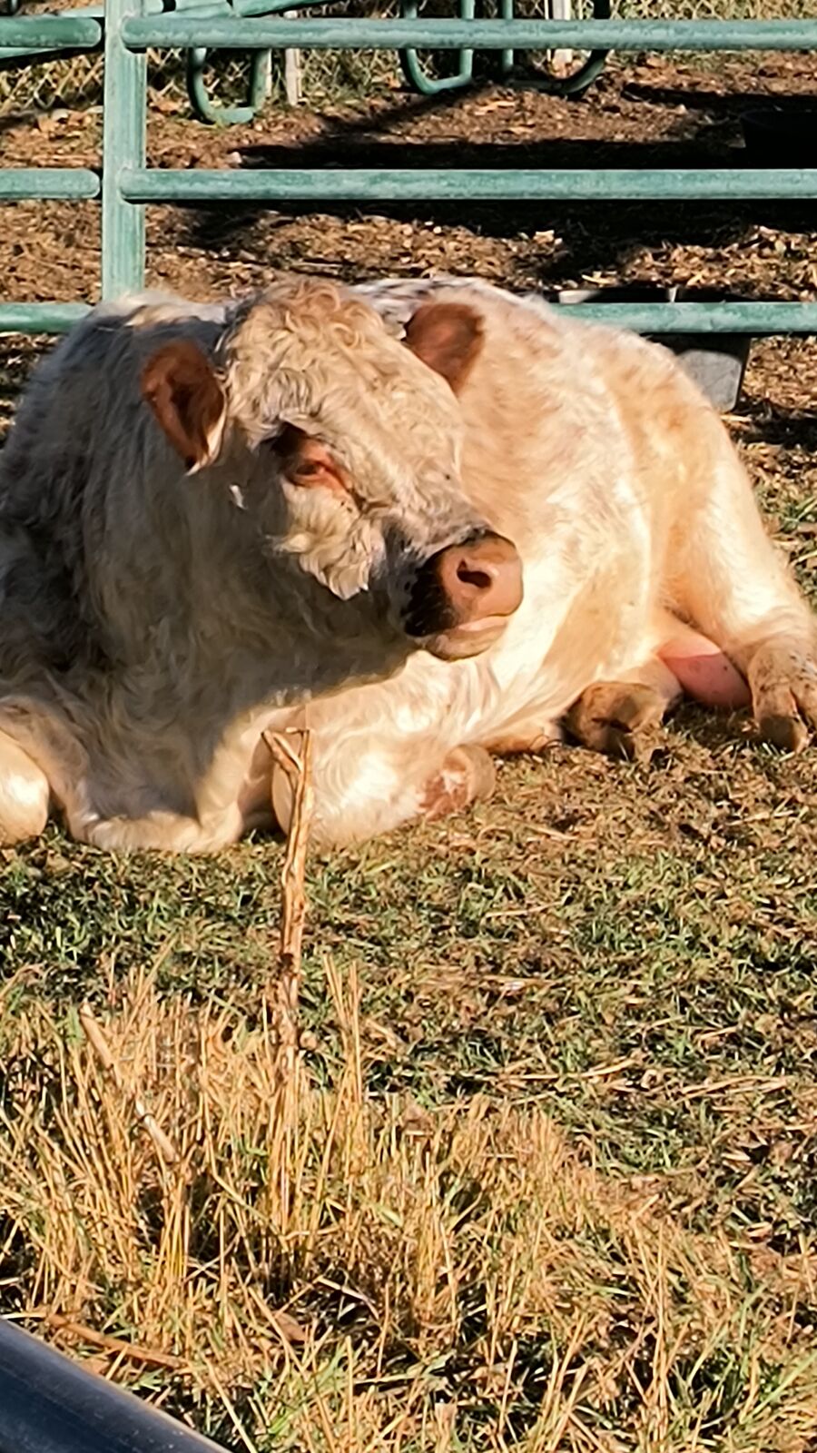 Bull For Sale - Polled Dexter/Galloway Cross $1800