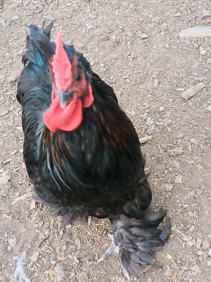 "Alfalfa" BLACK BANTAM COCHIN ROOSTER Chicken for Sale