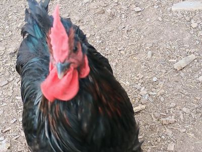 "Alfalfa" BLACK BANTAM COCHIN ROOSTER Chicken for Sale