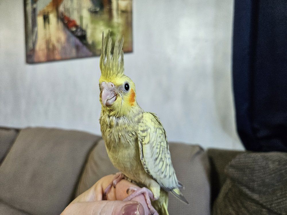 Hand Fed Baby Cockatiel