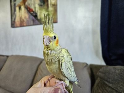 Hand Fed Baby Cockatiel
