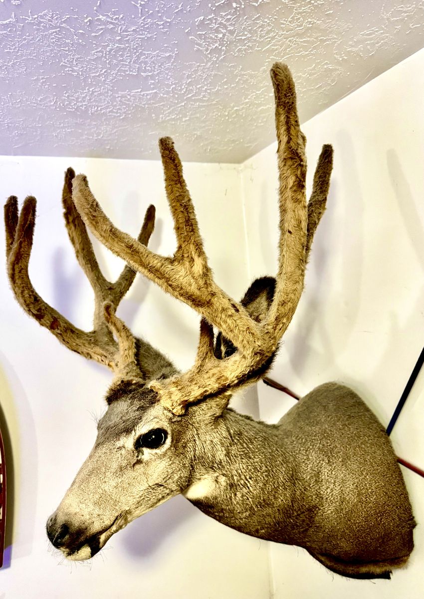 Big Velvet Buck