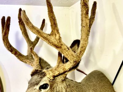 Big Velvet Buck