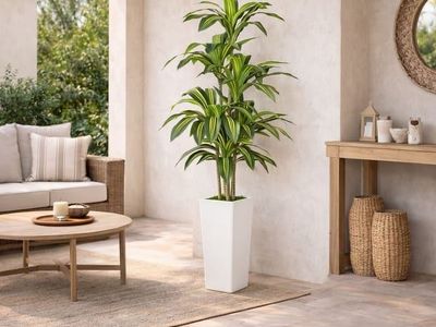 5 ft Artificial Real Touch Dracaena in Decorative Planter – New in Box