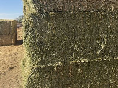 3x4 Alfalfa Hay