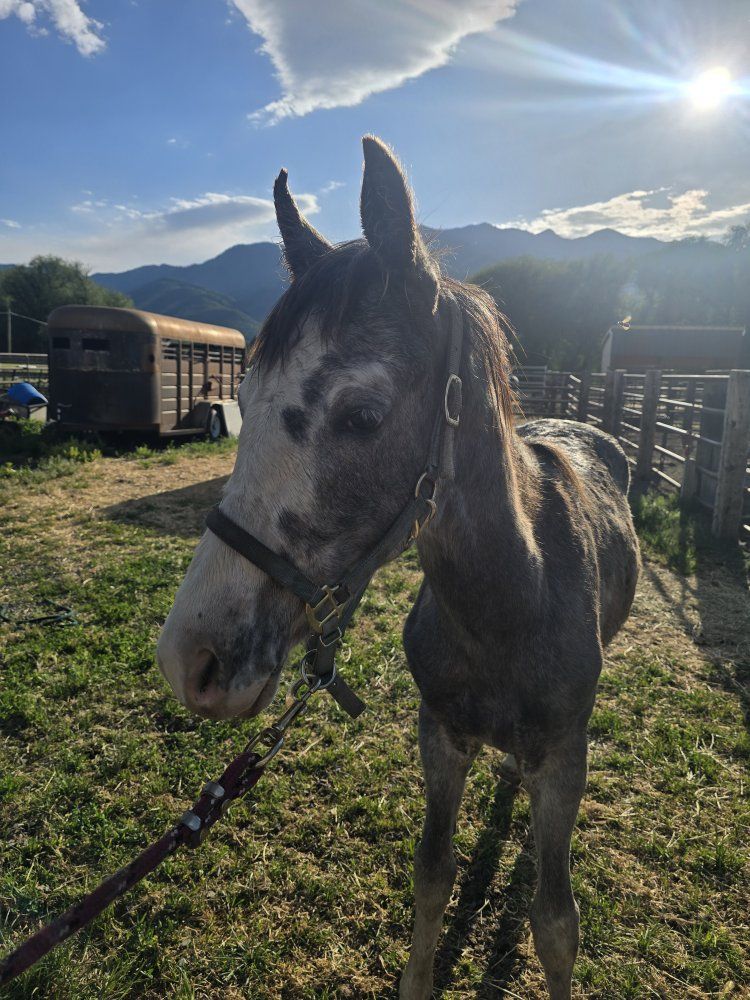 Registered Tennessee Walking Horse Stud Colt - 1 Year Old