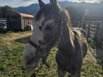 Registered Tennessee Walking Horse Stud Colt - 1 Year Old