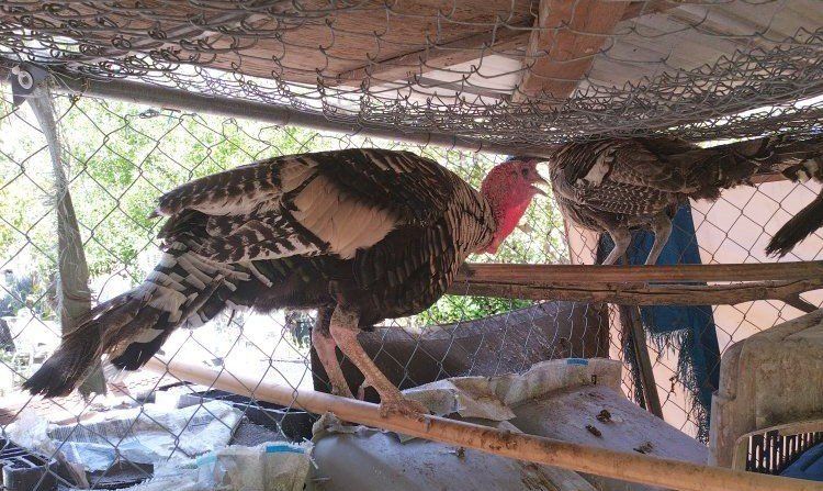 Narragansett Turkey Tom and females 