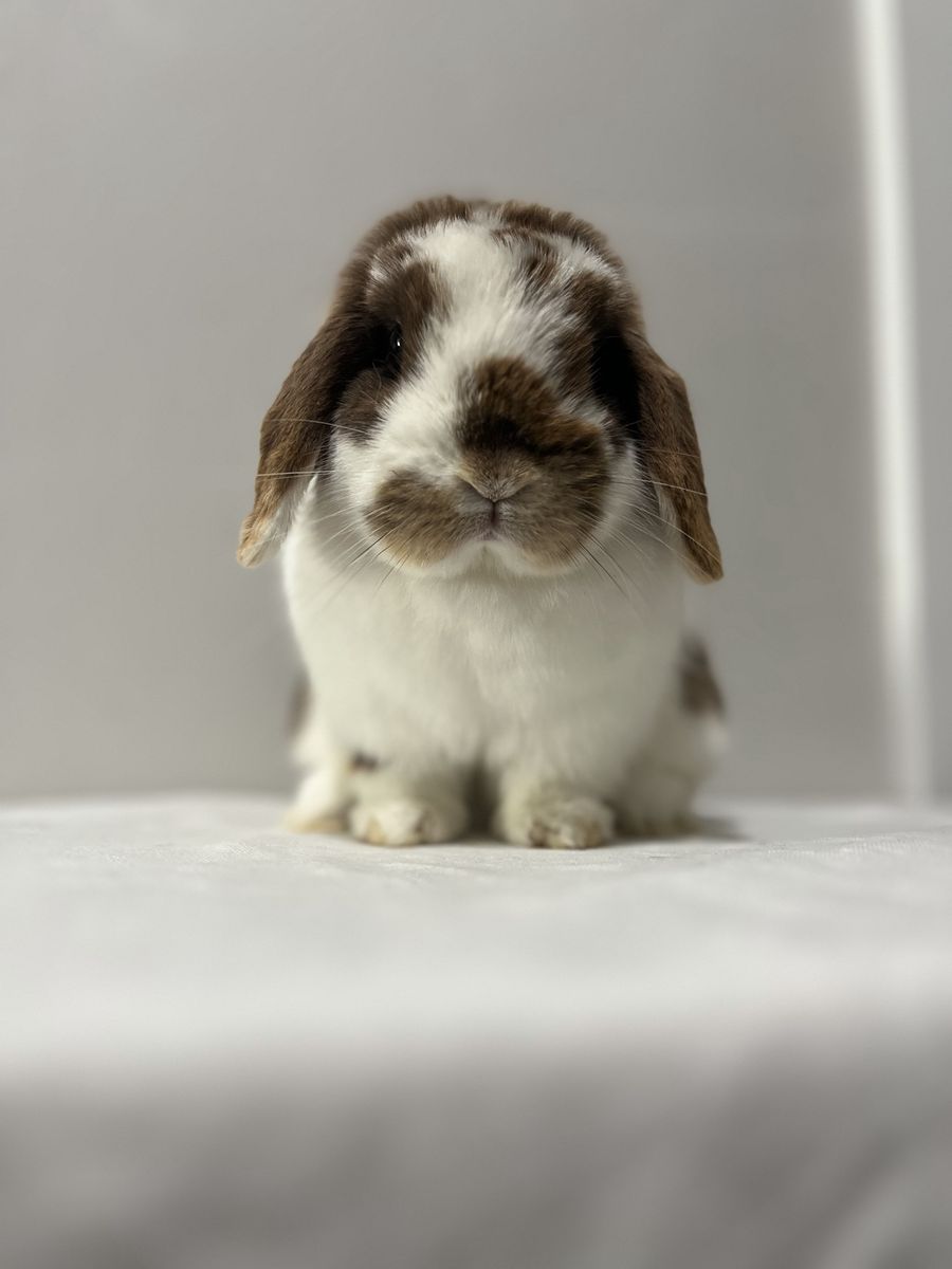 Chocolate Otter Holland Lop Doe