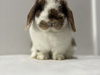 Chocolate Otter Holland Lop Doe