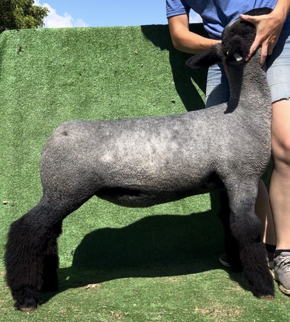 Blue Mature Club Ewe