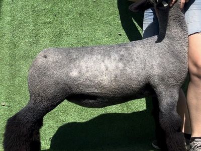 Blue Mature Club Ewe