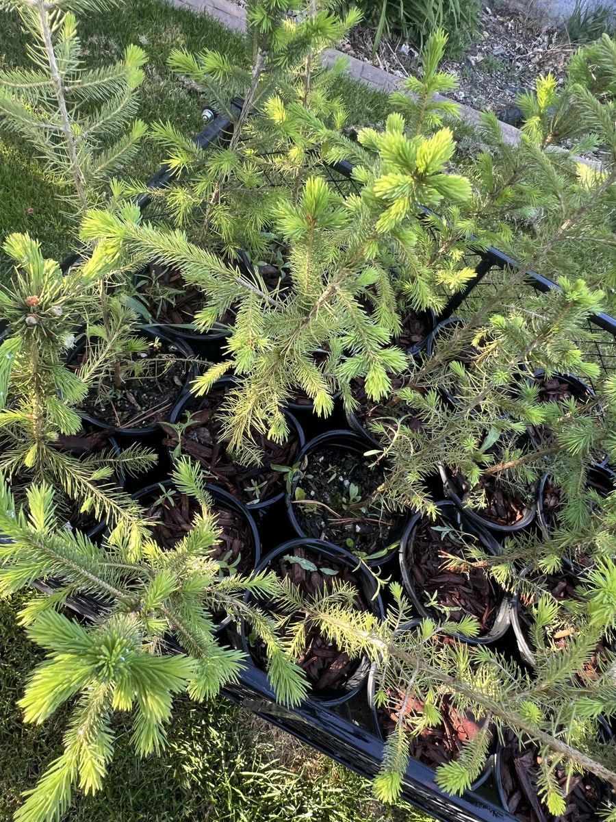 4 Year Old Norway Spruce trees In 1gal Pot