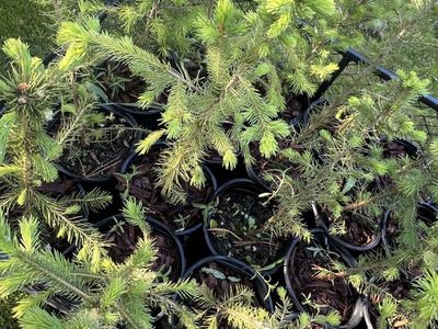 4 Year Old Norway Spruce trees In 1gal Pot