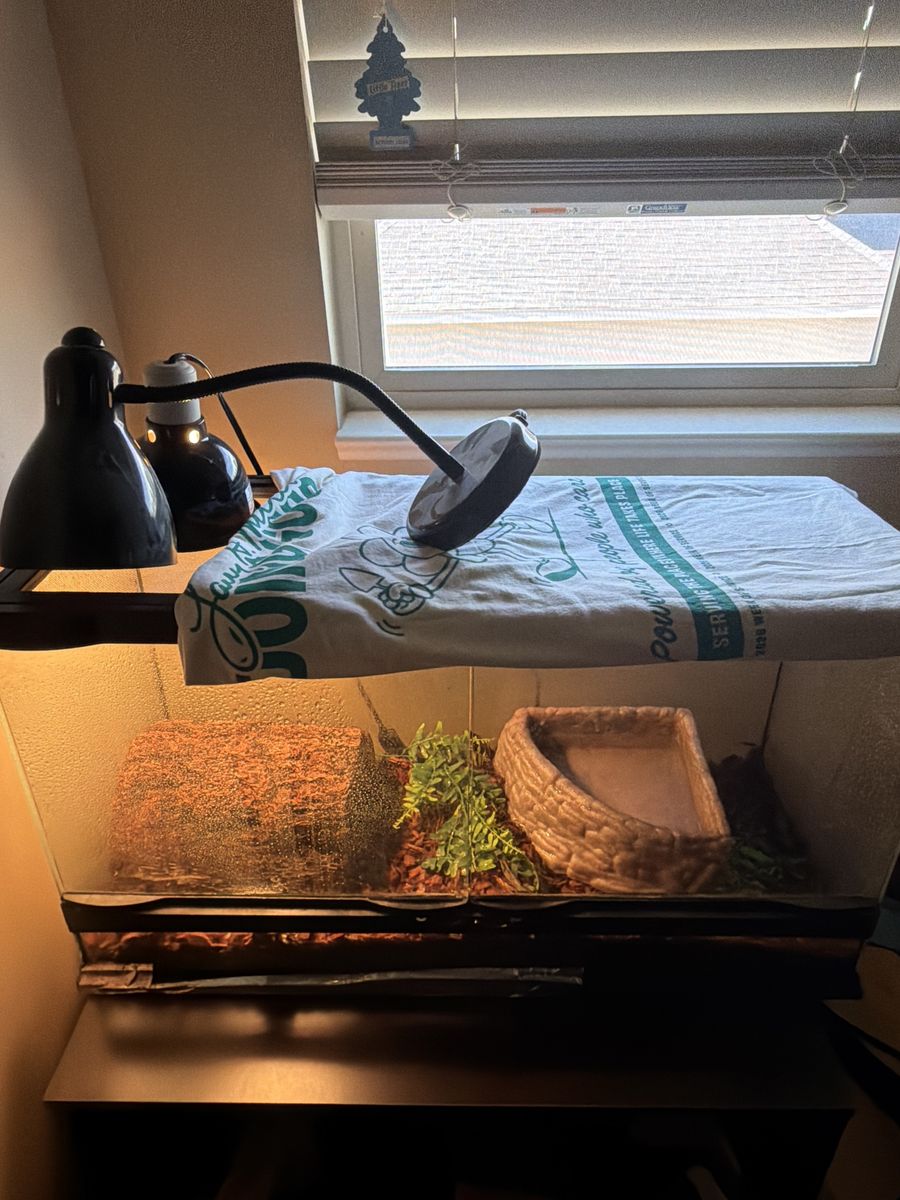 Female ball python
