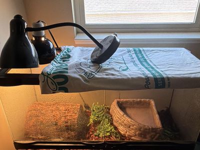 Female ball python
