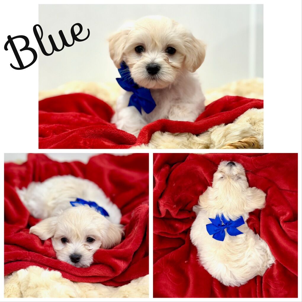 Maltipoo Puppies Toy Designer Maltese Poodle AKC