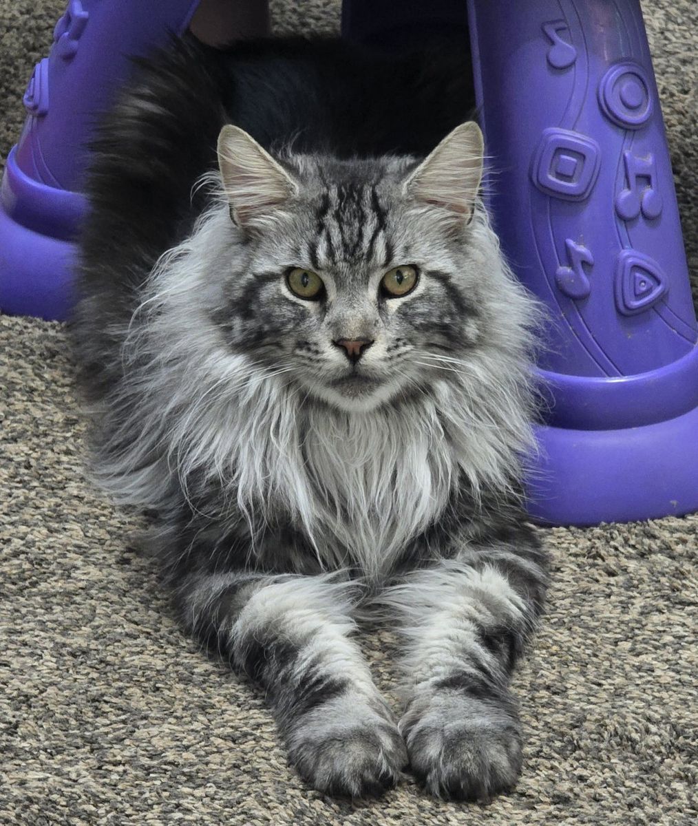 Maine Coon Stud Service