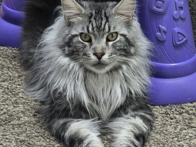 Maine Coon Stud Service