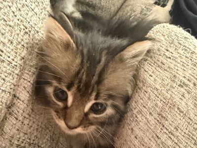 Kitties